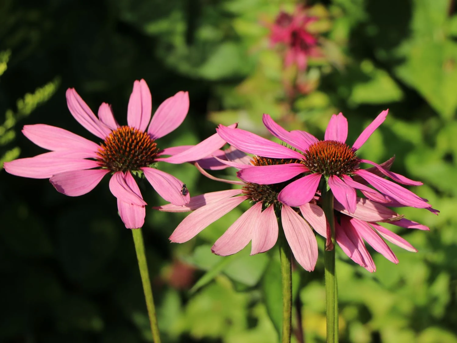 Scheinsonnenhut 'Purple Prairie' 8 Scheinsonnenhut 'Purple Prairie' – Bild 6