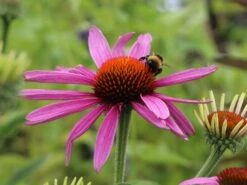 Scheinsonnenhut 'Rubinstern' -Günstiges Erd Seele Geschäft scheinsonnenhut rubinstern m077513 w 0