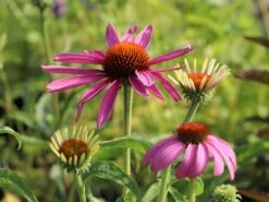 Scheinsonnenhut 'Rubinstern' -Günstiges Erd Seele Geschäft scheinsonnenhut rubinstern m077513 w 1