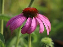 Scheinsonnenhut 'Rubinstern' -Günstiges Erd Seele Geschäft scheinsonnenhut rubinstern m077513 w 2