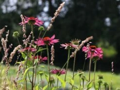 Scheinsonnenhut 'Rubinstern' -Günstiges Erd Seele Geschäft scheinsonnenhut rubinstern m077513 w 4