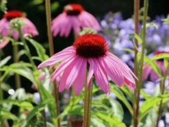 Scheinsonnenhut 'Rubinstern' -Günstiges Erd Seele Geschäft scheinsonnenhut rubinstern m077513 w 5
