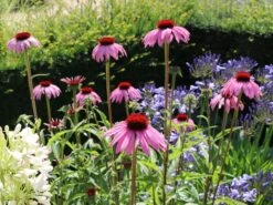 Scheinsonnenhut 'Rubinstern' -Günstiges Erd Seele Geschäft scheinsonnenhut rubinstern m077513 w 6