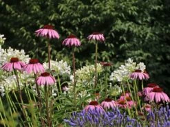 Scheinsonnenhut 'Rubinstern' -Günstiges Erd Seele Geschäft scheinsonnenhut rubinstern m077513 w 7