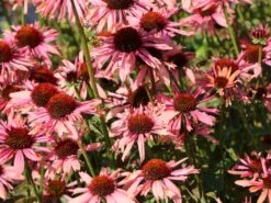 Scheinsonnenhut 'Sundown' ® -Günstiges Erd Seele Geschäft scheinsonnenhut sundown m075680 w 0