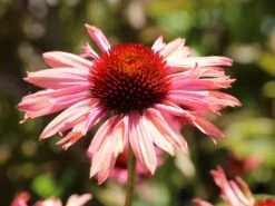 Scheinsonnenhut 'Sundown' ® -Günstiges Erd Seele Geschäft scheinsonnenhut sundown m075680 w 2