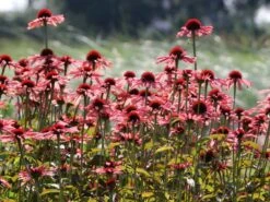 Scheinsonnenhut 'Sundown' ® -Günstiges Erd Seele Geschäft scheinsonnenhut sundown m075680 w 3
