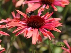 Scheinsonnenhut 'Sundown' ® -Günstiges Erd Seele Geschäft scheinsonnenhut sundown m075680 w 4