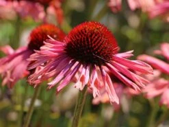 Scheinsonnenhut 'Sundown' ® -Günstiges Erd Seele Geschäft scheinsonnenhut sundown m075680 w 5