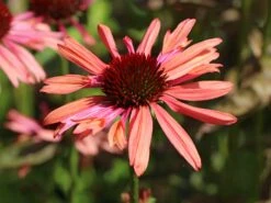 Scheinsonnenhut 'Sundown' ® -Günstiges Erd Seele Geschäft scheinsonnenhut sundown m075680 w 6