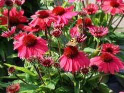 Scheinsonnenhut 'SunMagic Vintage Red' ® -Günstiges Erd Seele Geschäft scheinsonnenhut sunmagic vintage red m124026 w 1