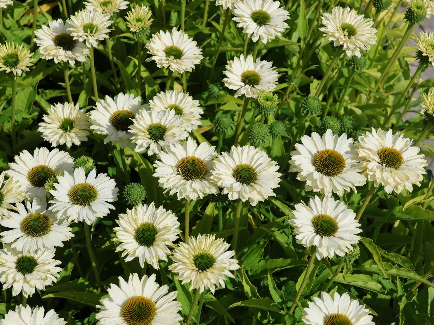 Scheinsonnenhut SunSeekers 'White Perfection' 3 Scheinsonnenhut SunSeekers 'White Perfection'