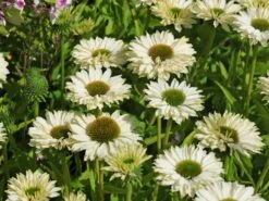 Scheinsonnenhut SunSeekers 'White Perfection' 7 Scheinsonnenhut SunSeekers 'White Perfection' -Günstiges Erd Seele Geschäft scheinsonnenhut sunseekers white perfection m124057 w 0