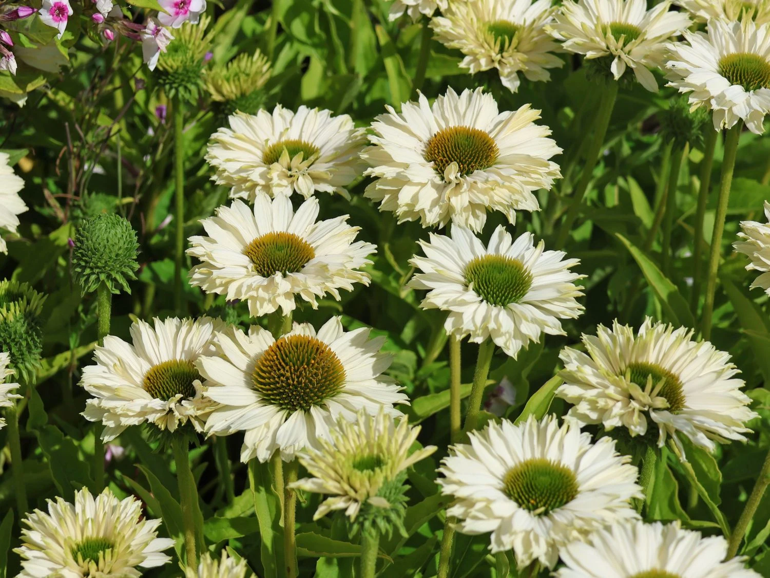 Scheinsonnenhut SunSeekers 'White Perfection' 4 Scheinsonnenhut SunSeekers 'White Perfection' – Bild 2