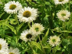 Scheinsonnenhut SunSeekers 'White Perfection' 9 Scheinsonnenhut SunSeekers 'White Perfection' -Günstiges Erd Seele Geschäft scheinsonnenhut sunseekers white perfection m124057 w 2