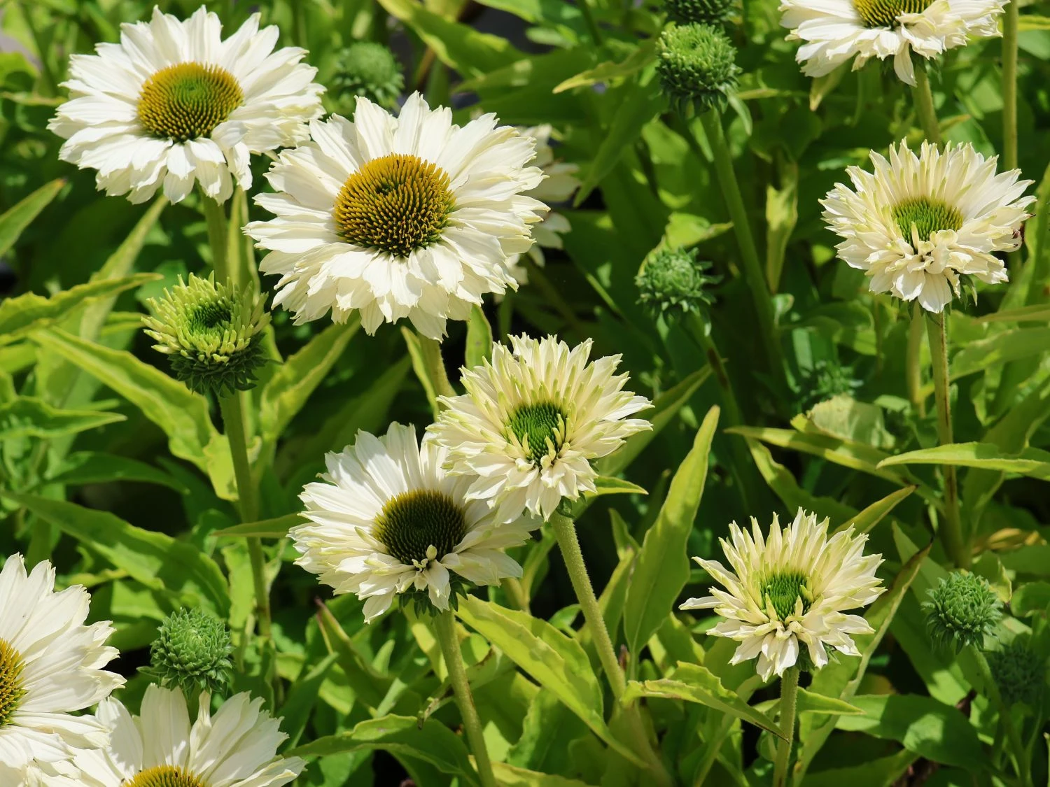 Scheinsonnenhut SunSeekers 'White Perfection' 6 Scheinsonnenhut SunSeekers 'White Perfection' – Bild 4