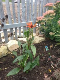 Scheinsonnenhut 'Tiki Torch' ® -Günstiges Erd Seele Geschäft scheinsonnenhut tiki torch m058448 193676 0