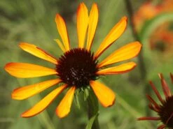 Scheinsonnenhut 'Tiki Torch' ® -Günstiges Erd Seele Geschäft scheinsonnenhut tiki torch m058448 w 1