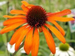 Scheinsonnenhut 'Tiki Torch' ® -Günstiges Erd Seele Geschäft scheinsonnenhut tiki torch m058448 w 2