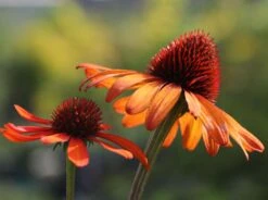 Scheinsonnenhut 'Tiki Torch' ® -Günstiges Erd Seele Geschäft scheinsonnenhut tiki torch m058448 w 4