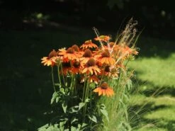 Scheinsonnenhut 'Tiki Torch' ® -Günstiges Erd Seele Geschäft scheinsonnenhut tiki torch m058448 w 5