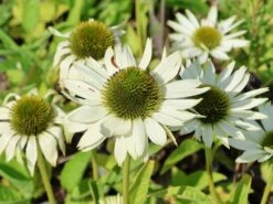 Scheinsonnenhut 'Virgin' -Günstiges Erd Seele Geschäft scheinsonnenhut virgin m079849 w 0 1