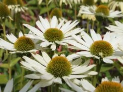 Scheinsonnenhut 'Virgin' -Günstiges Erd Seele Geschäft scheinsonnenhut virgin m079849 w 0