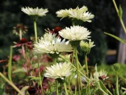 Scheinsonnenhut 'Virgin' -Günstiges Erd Seele Geschäft scheinsonnenhut virgin m079849 w 1
