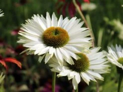Scheinsonnenhut 'Virgin' -Günstiges Erd Seele Geschäft scheinsonnenhut virgin m079849 w 2 1