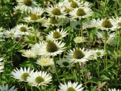 Scheinsonnenhut 'Virgin' -Günstiges Erd Seele Geschäft scheinsonnenhut virgin m079849 w 3 1