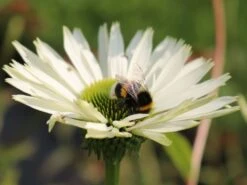 Scheinsonnenhut 'Virgin' -Günstiges Erd Seele Geschäft scheinsonnenhut virgin m079849 w 3