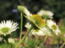 Scheinsonnenhut 'Virgin' -Günstiges Erd Seele Geschäft scheinsonnenhut virgin m079849 w 4 1