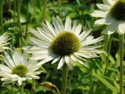 Scheinsonnenhut 'Virgin' -Günstiges Erd Seele Geschäft scheinsonnenhut virgin m079849 w 4