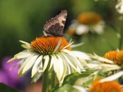 Scheinsonnenhut 'White Mist' -Günstiges Erd Seele Geschäft scheinsonnenhut white mist m058452 w 1