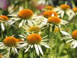 Scheinsonnenhut 'White Mist' -Günstiges Erd Seele Geschäft scheinsonnenhut white mist m058452 w 2