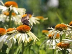 Scheinsonnenhut 'White Mist' -Günstiges Erd Seele Geschäft scheinsonnenhut white mist m058452 w 3