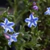 Schein-Steinsame / Lithodora 'Star' -Günstiges Erd Seele Geschäft scheinsteinsame star m083340 h 0