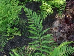 Schellenbaum-Wurmfarn 'Linearis Polydactylon' -Günstiges Erd Seele Geschäft schellenbaum wurmfarn linearis polydactylon m076307 w 5