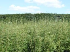 Schirmbambus 'Campbell' -Günstiges Erd Seele Geschäft schirmbambus campbell m058290 w 0