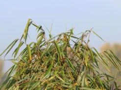 Schirmbambus 'Campbell' -Günstiges Erd Seele Geschäft schirmbambus campbell m058290 w 2