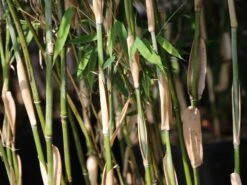 Schirmbambus 'Campbell' -Günstiges Erd Seele Geschäft schirmbambus campbell m058290 w 3