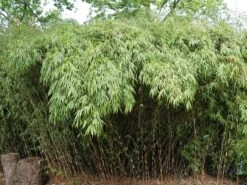 Günstiges Erd Seele Geschäft 21 Schirmbambus