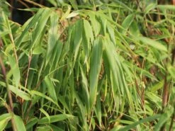 Schirmbambus -Günstiges Erd Seele Geschäft schirmbambus m058288 w 0