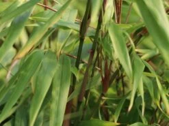 Schirmbambus -Günstiges Erd Seele Geschäft schirmbambus m058288 w 1