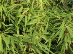 Schirmbambus -Günstiges Erd Seele Geschäft schirmbambus m058288 w 2