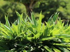 Schirmbambus -Günstiges Erd Seele Geschäft schirmbambus m058288 w 3