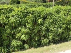 Schirmbambus -Günstiges Erd Seele Geschäft schirmbambus m058288 w 4