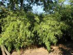 Schirmbambus -Günstiges Erd Seele Geschäft schirmbambus m058288 w 7