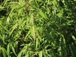 Schirmbambus -Günstiges Erd Seele Geschäft schirmbambus m058288 w 8