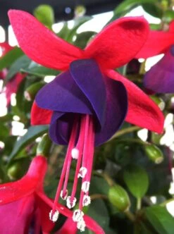 Schlanke-Fuchsie / Freiland-Fuchsie -Günstiges Erd Seele Geschäft schlanke fuchsie freiland fuchsie m003834 655185 0